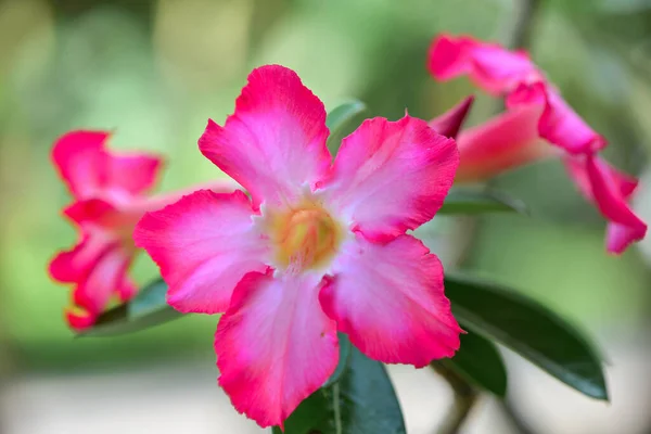 Květina Fialový Květ Přírodní Květ — Stock fotografie