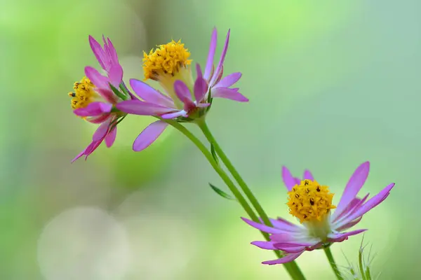 Flower , Purple Flower, Nature Flower