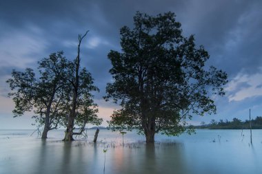 Elyora Barelang Batam sahilinde güzel bir gün doğumu. Mangrov ağaçları ve mercan resifleri bu sahilde.