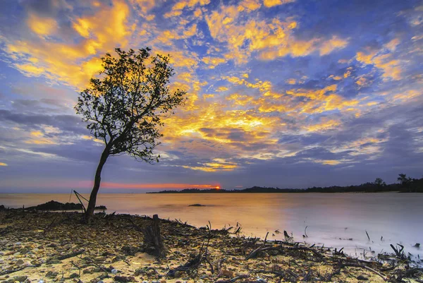Mangrove trees at sunrise on Sembulang beach Batam Island