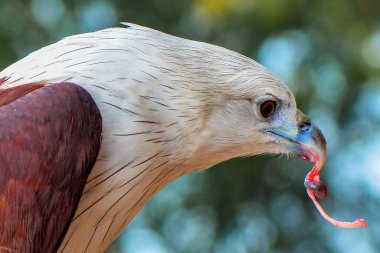 Dal üzerinde kartal avı