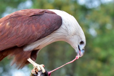 Dal üzerinde kartal avı
