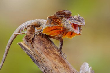 Clamydosaurus kingii sürüngenleri çok huysuzdurlar, bir dal üzerinde fırfırlanırlar.
