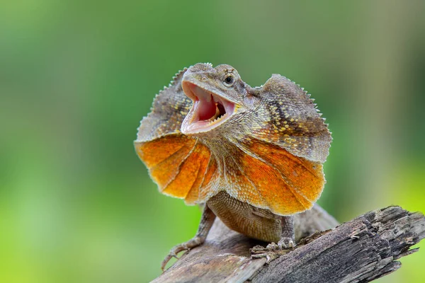 Clamydosaurus kingii sürüngenleri çok huysuzdurlar, bir dal üzerinde fırfırlanırlar.
