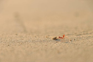 Altın kumsalda bir karınca 