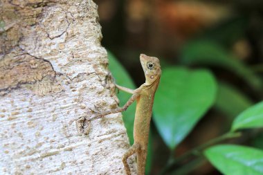 Andaman kertenkelesi, sık ormanlarda 