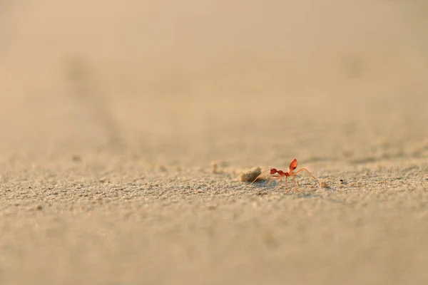 Altın kumsalda bir karınca 