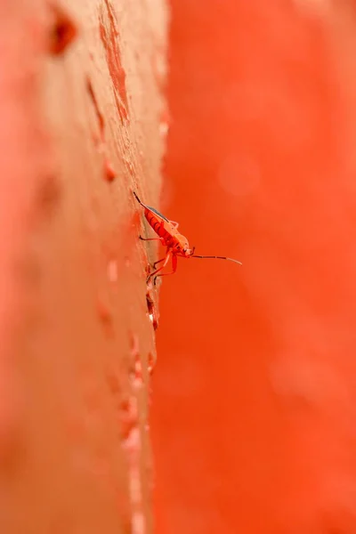 Turuncu arka planda turuncu siyah desenli kamufle olmuş bir böcek.  