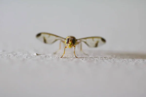 Sıcak dokulu transsperant kanatlı böcek. 
