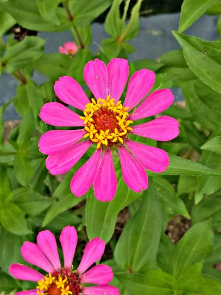 Piękny Kwiat Zielonymi Liśćmi — Zdjęcie stockowe