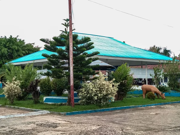 Hermoso Árbol Árboles Con Cielo Azul — Foto de Stock