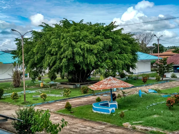 Beaux Arbres Avec Ciel Bleu Herbe Verte — Photo