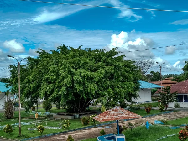 Gyönyörű Fák Kék Égbolttal Zöld Fűvel — Stock Fotó