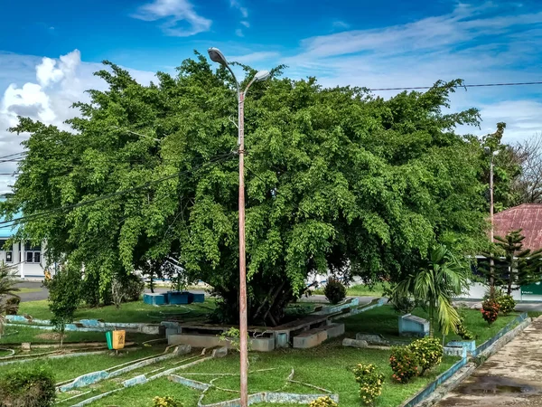Mooie Bomen Met Blauwe Lucht — Stockfoto