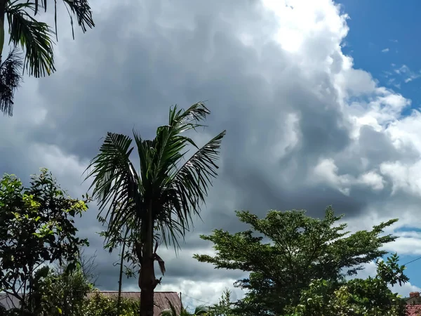 Cielo Hermoso Árboles —  Fotos de Stock