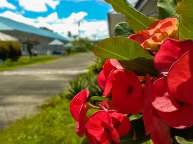 Güzel kırmızı çiçekler ve yeşil yapraklar