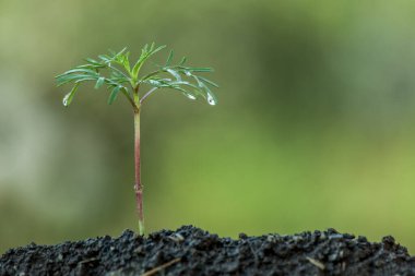 Yeşil arka planda toprakta büyüyen genç bitki