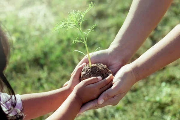 Barn Liten Flicka Och Förälder Håller Ung Växt Händerna Tillsammans — Stockfoto