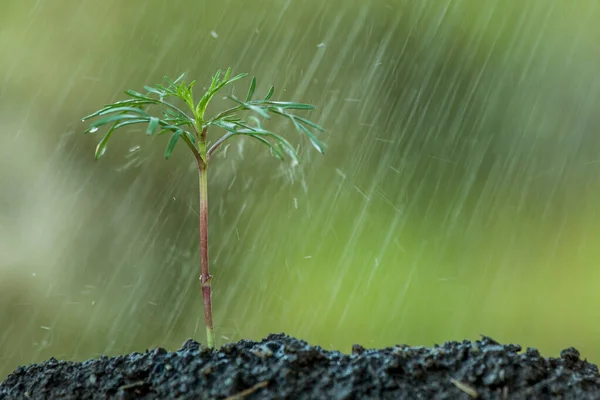 Jonge Plant Groeit Bodem Water Druppel Het Als World Concept — Stockfoto