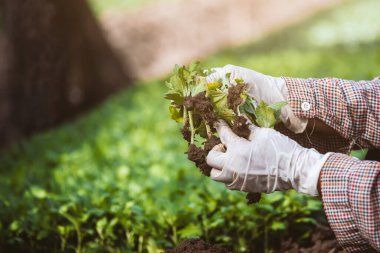 Eldiven giyen bahçıvan bahçedeki siyah toprağa genç bir ağaç dikiyor.