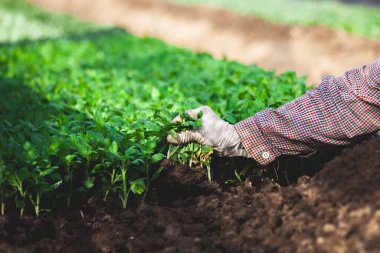 Eldiven giyen bahçıvan bahçedeki siyah toprağa genç bir ağaç dikiyor.