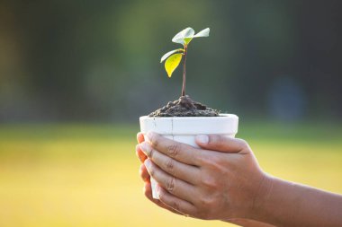 Çevresel koruma olarak bitkiyi hazırlamak ve dünyayı kurtarmak için saksıda genç tohumları tutan kadın.