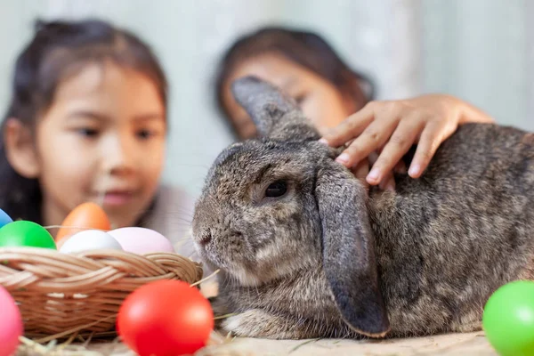 Feliz Asiático Criança Meninas Brincando Com Bonito Holanda Lop Coelho — Fotografia de Stock