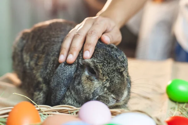 Mulher Tocando Brincando Com Bonito Holanda Lop Coelho Com Amor — Fotografia de Stock