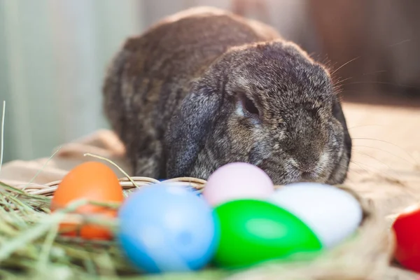 Schattig Holland Lop Konijn Paaseieren Met Pasen Feestelijk — Stockfoto