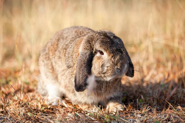 Cute Holland Lop Królik Działa Łące Światłem Słonecznym — Zdjęcie stockowe