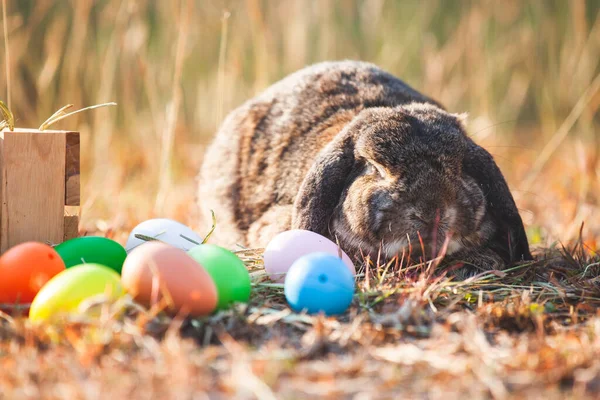 Holanda Bonito Lop Coelho Ovos Páscoa Prado Páscoa Festiva — Fotografia de Stock