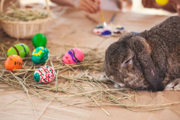 Cute Holland Lop Conejo Con Huevos Pascua Pintados Pascua Festiva —  Fotos de Stock