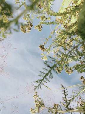 Gökyüzü yukarıdan çimenlerin arasından görünüyor.