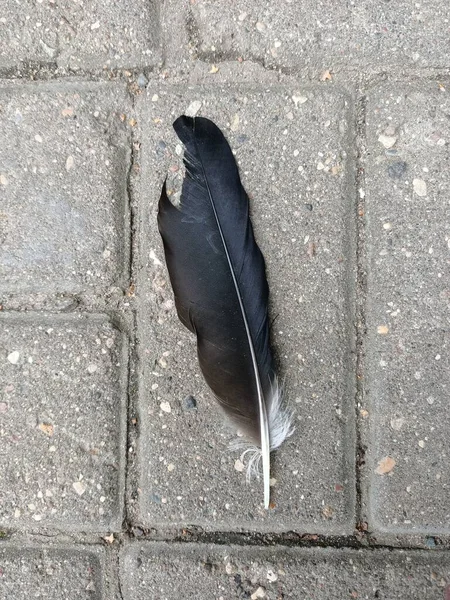 black feather of a bird ,top view.the feather is lying on the gray asphalt with large stones.