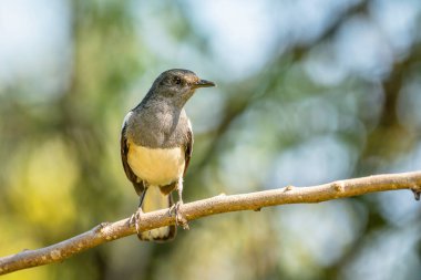 Oriental Magpie-robin dişisi (Copsychus saularis) bulanık arka planlı bir ağaç dalına tünemektedir. Seçici odak