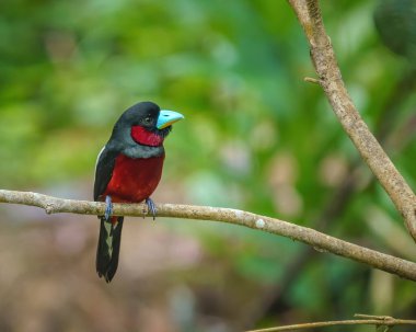 Black and red broadbill perching eye level on a tree branch with blurry background. Selective focus clipart