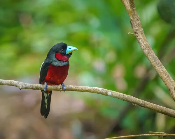 Black Red Broadbill Perching Eye Level Tree Branch Blurry Background — Fotografia de Stock