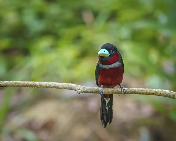 Pendiente Ancha Negra Roja Posando Nivel Del Ojo Una Rama — Foto de Stock