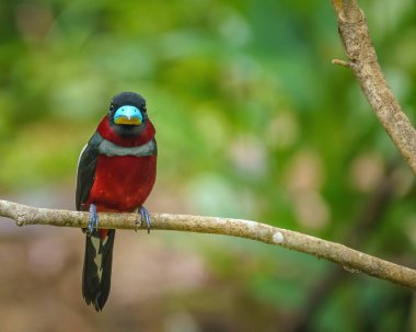 Bulanık arka planı olan bir ağaç dalına tüneyen siyah ve kırmızı bir bilye. Seçici odak
