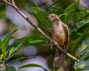Zeytin kanatlı Bulbul bir ağaç dalına tünemiş göz düzeyi
