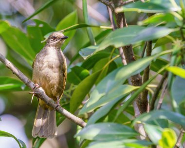 Zeytin kanatlı Bulbul bir ağaç dalına tünemiş göz düzeyi