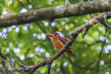 Ruddy Kingfisher bulanık arkaplanı olan bir ağaç dalına tünemiş.