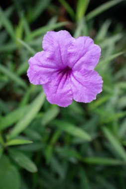 Bahçede açan mor çiçek, sığ tarlanın derinliği