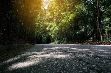 Yeşil ormanda asfalt yol ya da güneş ışığı etkisindeki park, sığ alan derinliği