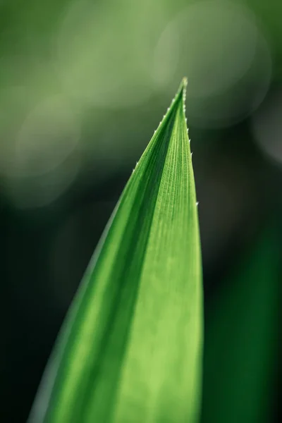 숲이나 정원에 식물의 나뭇잎의 아름다운 — 스톡 사진