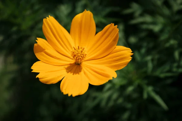 Bloeiende Gele Bloem Tuin Ondiepe Scherptediepte — Stockfoto