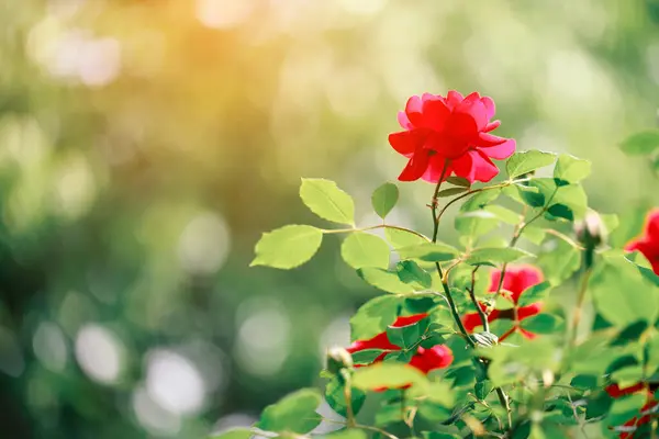 Valentinrote Rosen Garten Mit Sonnenlichteffekt Selektiver Fokus — Stockfoto
