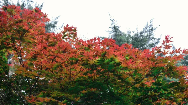 Background Red Green Leaves — Stock Photo, Image