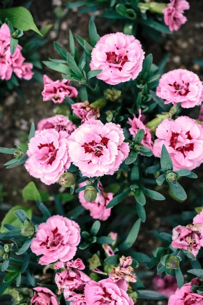 庭にピンクの花を咲かせ畑の浅い深さ — ストック写真
