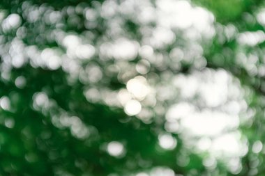 Ağaçlardaki güzel bokeh